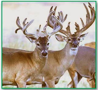 OxyGen Livestock Supplements for Deer